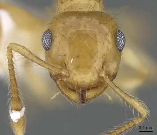 Crematogaster sumichrasti - CASENT0914647