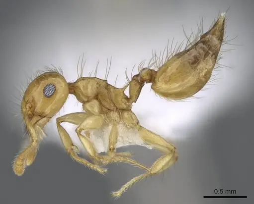 Crematogaster sumichrasti - CASENT0914647