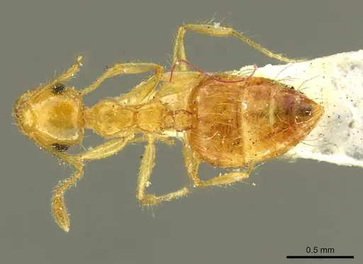 Crematogaster sumichrasti - CASENT0916118