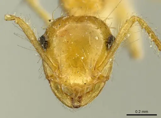 Crematogaster sumichrasti - CASENT0916118