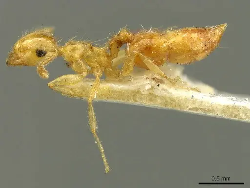 Crematogaster sumichrasti - CASENT0916118