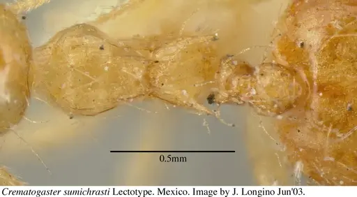 Crematogaster sumichrasti - JTL056078