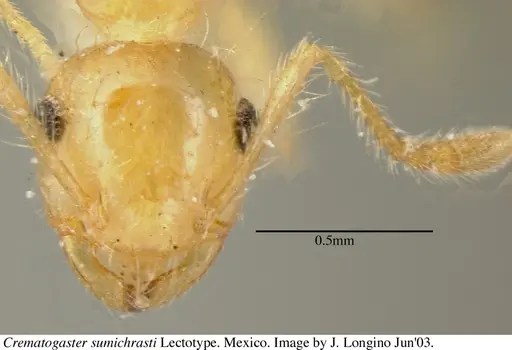 Crematogaster sumichrasti - JTL056078
