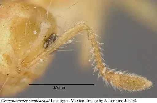 Crematogaster sumichrasti - JTL056078