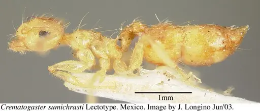 Crematogaster sumichrasti - JTL056078