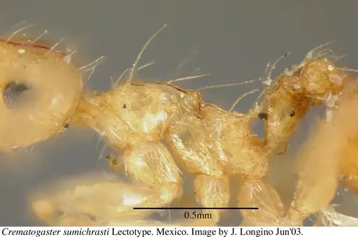 Crematogaster sumichrasti - JTL056078