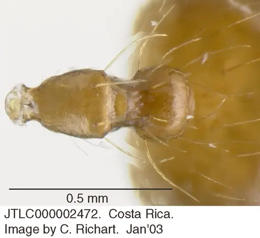 Crematogaster sumichrasti - JTLC000002472