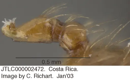 Crematogaster sumichrasti - JTLC000002472