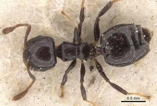 Crematogaster tarsata specimen