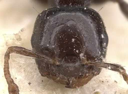 Crematogaster tarsata specimen
