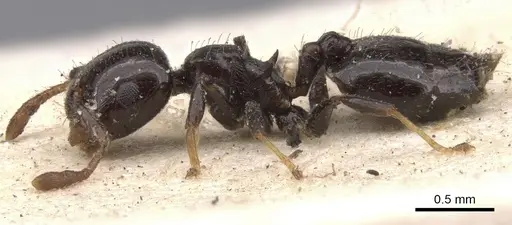 Crematogaster tarsata specimen