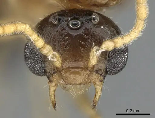 Crematogaster tavaratra specimen