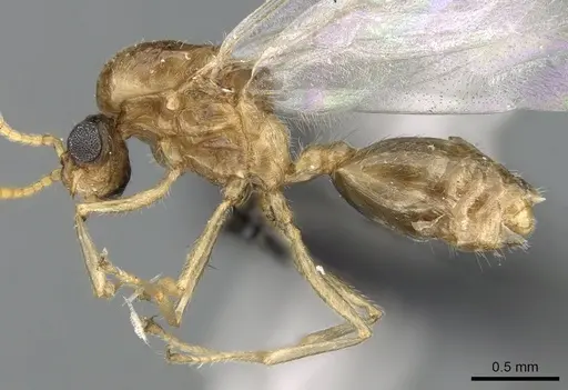 Crematogaster tavaratra specimen