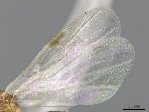 Crematogaster tavaratra - CASENT0110524