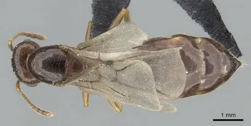 Crematogaster tavaratra - CASENT0317694