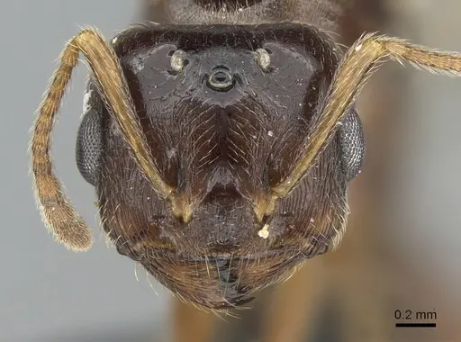 Crematogaster tavaratra - CASENT0317694