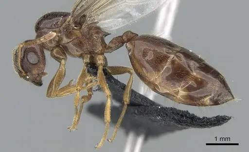 Crematogaster tavaratra - CASENT0317694