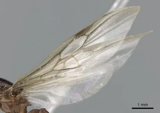 Crematogaster tavaratra - CASENT0317694