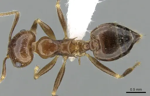 Crematogaster tavaratra - CASENT0436456