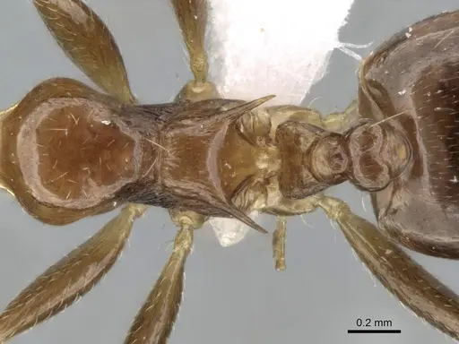 Crematogaster tavaratra - CASENT0436456