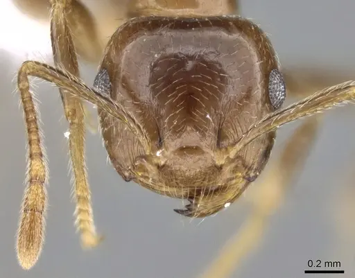 Crematogaster tavaratra - CASENT0436456
