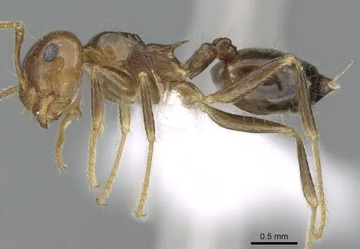 Crematogaster tavaratra - CASENT0436456