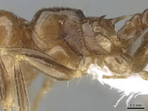 Crematogaster tavaratra - CASENT0436456