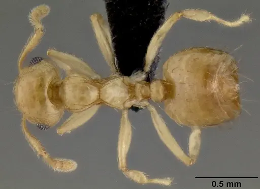 Crematogaster telolafy specimen