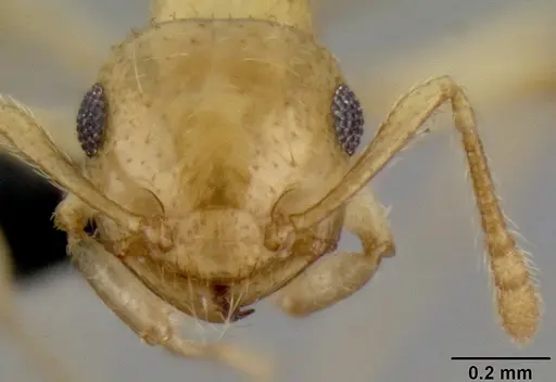 Crematogaster telolafy specimen