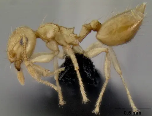 Crematogaster telolafy specimen