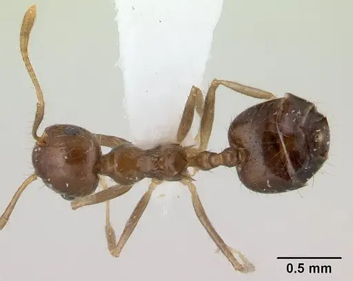Crematogaster tenuicula specimen