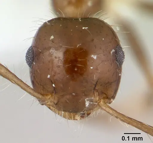Crematogaster tenuicula specimen