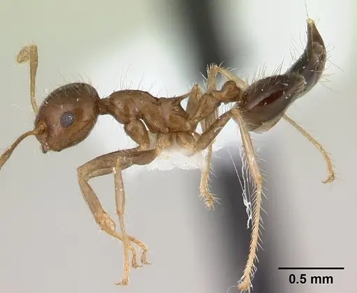 Crematogaster tenuicula specimen
