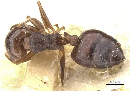 Crematogaster teranishii specimen