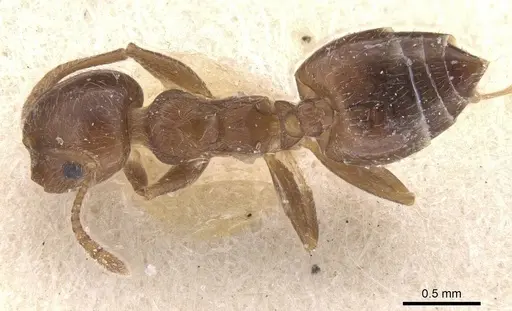 Crematogaster teranishii - CASENT0912645