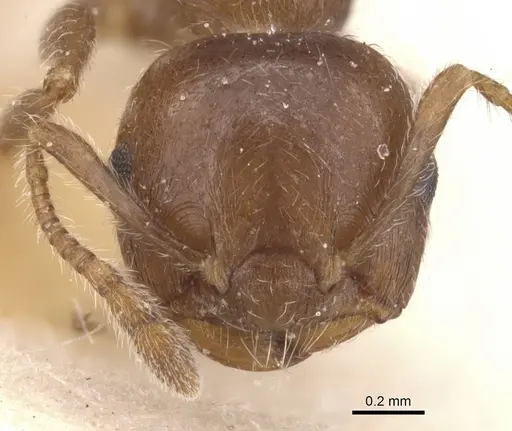 Crematogaster teranishii - CASENT0912645