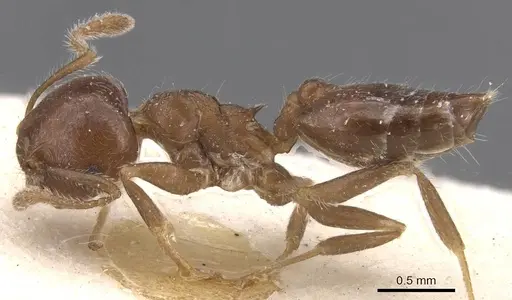 Crematogaster teranishii - CASENT0912645