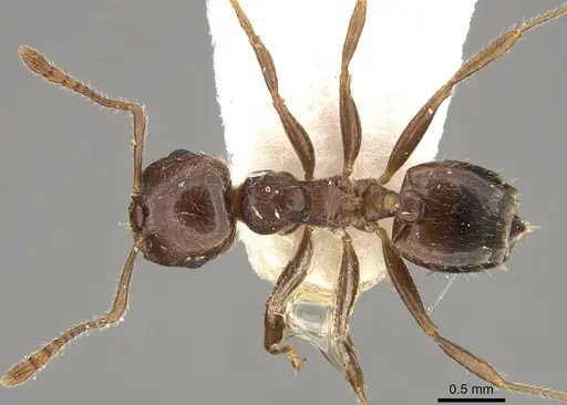 Crematogaster teranishii - CASENT0914146