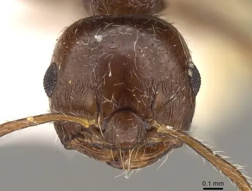 Crematogaster teranishii - CASENT0914146