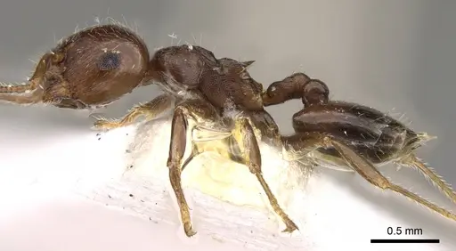 Crematogaster teranishii - CASENT0914146