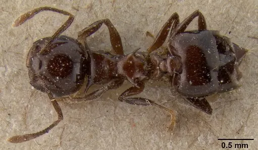 Crematogaster tetracantha specimen