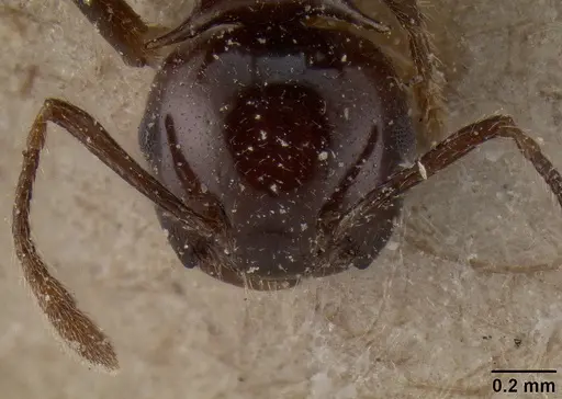 Crematogaster tetracantha specimen