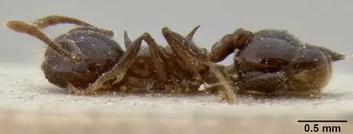 Crematogaster tetracantha specimen