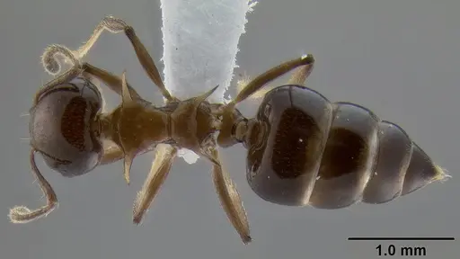 Crematogaster tetracantha - CASENT0193113
