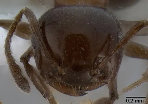Crematogaster tetracantha - CASENT0193113