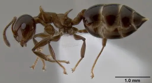 Crematogaster tetracantha - CASENT0193113