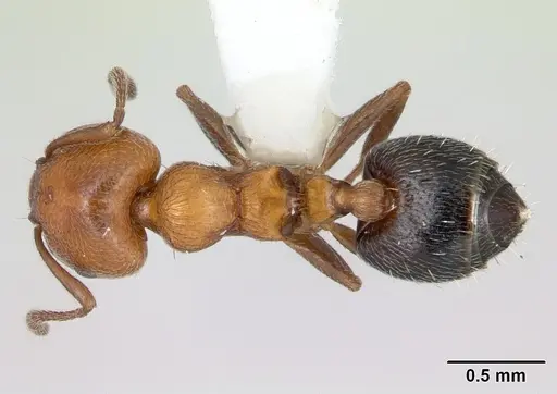 Crematogaster thalia specimen