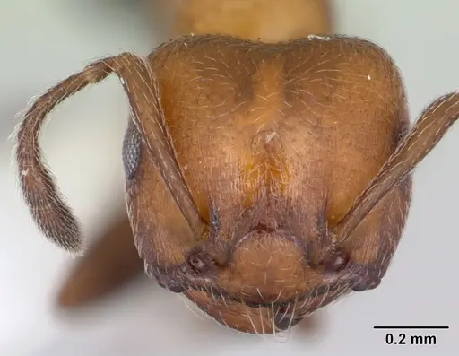 Crematogaster thalia specimen