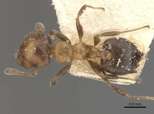 Crematogaster thalia - CASENT0908395
