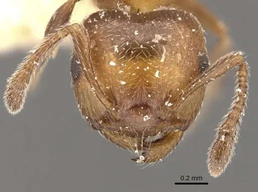 Crematogaster thalia - CASENT0908395